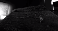 Frankenweenie-Production-Croquis-248