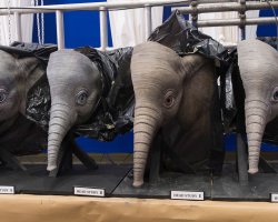Dumbo-Production-Preproduction-39