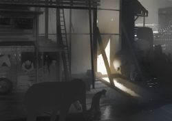 Dumbo-Production-Croquis-035