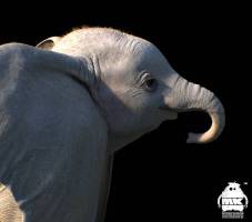 Dumbo-Production-Croquis-106