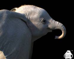 Dumbo-Production-Croquis-106