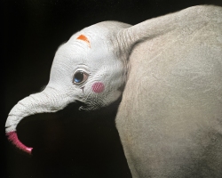 Dumbo-Production-Croquis-121