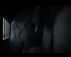 Dumbo-Film-102