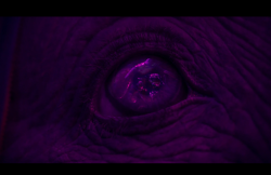 Dumbo-Film-211