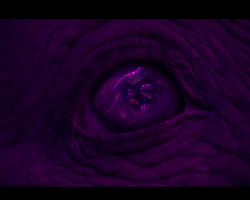 Dumbo-Film-211