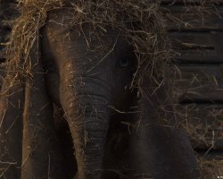 Dumbo-Production-PostProduction-03