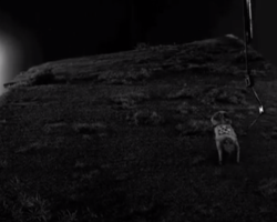 Frankenweenie-Production-Croquis-248