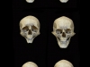colin-shulver-skulls-1