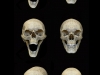 colin-shulver-skulls-2