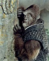 LaPlanetedesSinges-Promotion-AffichesPromo-29