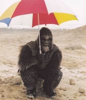 LaPlanetedesSinges-Tournage-023